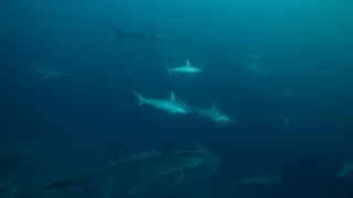 Banda Sea SCUBA Diving with Hammerhead Sharks October 2023 - Mermaid Liveaboards