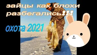 охота на зайца  2021 Великая степь #охотаназайца2021