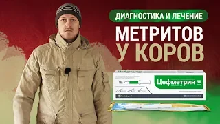 Диагностика и лечение метритов у коров