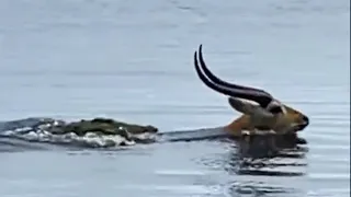 Buck swims for its life from crocodile 😱 🦌 🐊  |  mugermuche ka hern per hamla  |  @Latestsightings