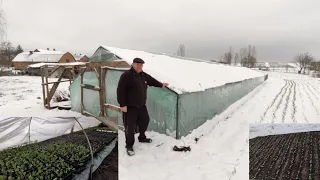 Засипало Снігом. Розсада в Теплиці без опалення і Сонця