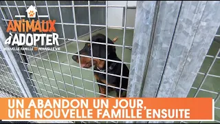 Le jeune Paddle est abandonné à la SPA - Animaux à Adopter