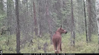 Alaska Trail Cam Video. June 28, 2020