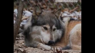 Aux jeunes loups - Paul Mauriat et son orchestre (1965)