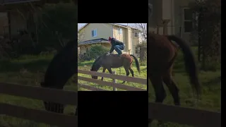 Dad Horse Fail (#Shorts)