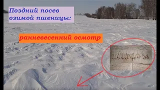 Поздний посев озимой пшеницы. Ранневесенний осмотр