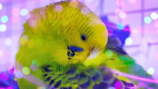Budgie Therapy 🌼 Relaxing Budgie sounds