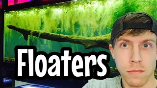 Easy Floating Plants for Beginners? (Long Roots)