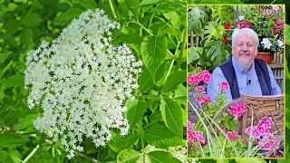 SUREAU : UN BEL ARBUSTE TOUT TERRAIN AUX GRANDES QUALITÉS ÉCOLOGIQUES… Le Quotidien du Jardin N°227