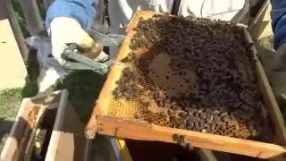 ПЕРЕСАДКА ПЧЕЛОПАКЕТА В УЛЕЙ.Очень просто! (Transplant purchased bee colony Karnika to the hive.)