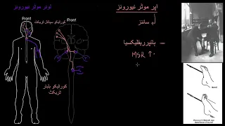 Upper motor neurons  | Organ Systems | MCAT |  Khan Academy Urdu