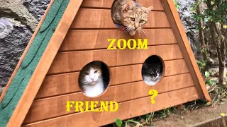 Our Introvert Cat ZOOM Has A New Friend! Or More Than A Friend?