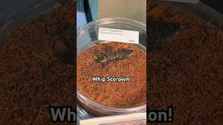 🦂 Whip Scorpion vs Tegu 🦎