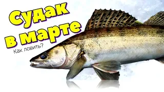 Как ловить судака в марте апреле после схода снега по открытой воде?