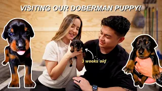 MEETING OUR 3 WEEK OLD DOBERMAN PUPPY! 🐶 why we chose a doberman & our breeder experience!