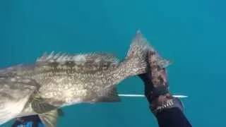 לוקוס דיג בצלילה spearfishing israel grouper