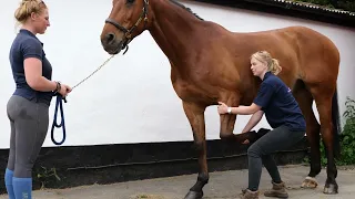 Horse Exercises | Forelimb Retraction Stretch