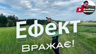 Оглад пшениці і ячменю з селітрою і без! Також, угноєний ячмінь і неугноєний! Результат вражає!