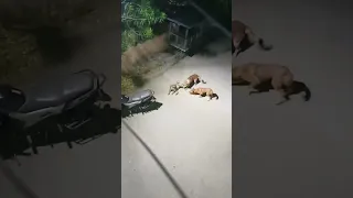 monkey vs dog fight #monkey
