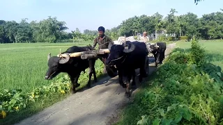 গ্রামের সুন্দর দৃশ্য মহিষের গাড়ি