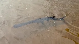 Prehistoric Paddlefish Back in Caddo Lake, Texas