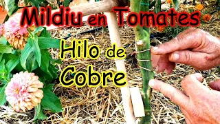 TRUCO / Hilo de COBRE para PREVENIR el MILDIU en las TOMATERAS