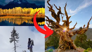 TOP 10 Oldest Trees in the World | Amazing Truth |