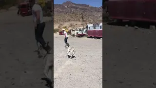 Walter is 9 days old and finally got his walk