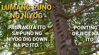 PAGNAKITA ITO SA LUMANG PUNO NG NIYOG .POINTING DOWN NA PO ITO