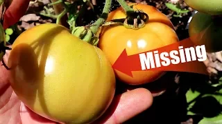 Case of the Stolen Tomato & Our Quest for Tomatoes by June