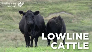 Lowline Cattle - Livestock showcase - Scottish Smallholder Festival 2020