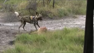 Wild dog eats impala alive