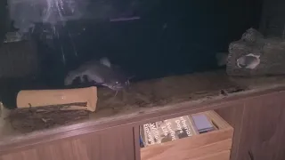 Jumbo Gulper Catfish eating repashy!