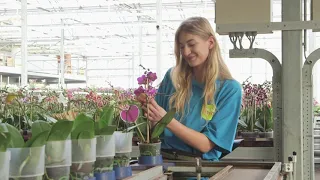 A look in the most sustainable greenhouse in the Netherlands | van der Hoorn Orchids | Flower Factor