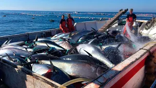 Havest Giant Bluefin tuna, Tuna Fishing Nets - Catch Hundred Tons Tuna Fish On Modern Boats #03
