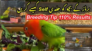 Birds kay Bachon ko jaldi self Kaisay karain | Breeding Tip 110% Results| Urdu | Hindi.