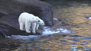 Polar Bears at Water's Edge in Summer