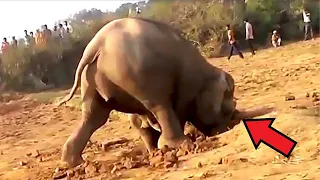 Слон который копал яму 11 часов, наконец-то вытащил то, чего никто не ожидал...