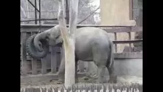 Танец слона