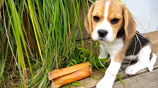 Cute 8 week old beagle puppy enjoys first puppy chew