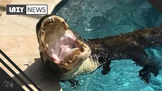 Family finds alligator relaxing on alligator pool float in Florida