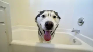 What Bathing My Husky Looks Like!