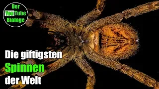 Wanderspinne, Trichternetzspinne usw - Die giftigsten Spinnen der Welt