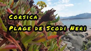 Exploring the hidden gem of Corsica - Plage de Scodi Neri