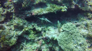 Lobster San Pedro Belize