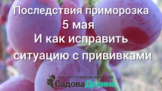 Последствия приморозка 5 мая и как исправить ситуацию с прививками.