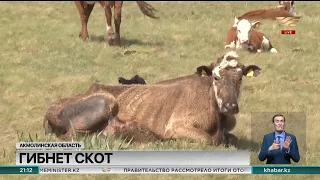 Неизвестная болезнь подкосила большую часть домашнего скота в Акмолинской области