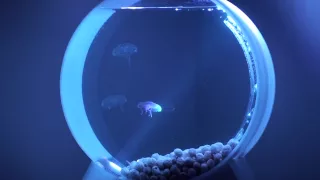 My Desktop Jellyfish Tank (pet jellyfish)