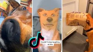 UNBELIEVABLE!! I DOUB you didn't laugh at TikTok's Animals 😂