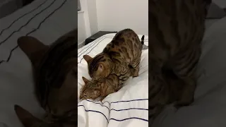 Bengal cats mating